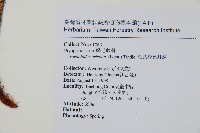 細葉複葉耳蕨藏品圖，第2張