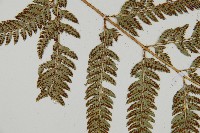 細葉複葉耳蕨藏品圖，第4張