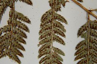 細葉複葉耳蕨藏品圖，第5張