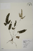 長尾鐵線蕨藏品圖，第1張