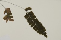 長尾鐵線蕨藏品圖，第3張