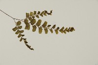 長尾鐵線蕨藏品圖，第4張