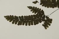 長尾鐵線蕨藏品圖，第5張