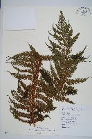 南洋桫欏藏品圖，第1張