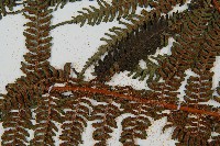 南洋桫欏藏品圖，第7張