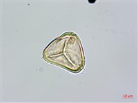 南洋桫欏藏品圖，第2張