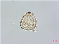 南洋桫欏藏品圖，第3張