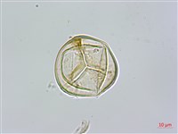 南洋桫欏藏品圖，第4張