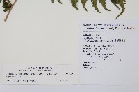 蘭嶼筆筒樹、蘭嶼桫欏藏品圖，第2張