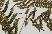 蘭嶼筆筒樹、蘭嶼桫欏藏品圖，第3張