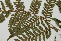 蘭嶼筆筒樹、蘭嶼桫欏藏品圖，第4張