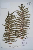 蘭嶼筆筒樹、蘭嶼桫欏藏品圖，第1張