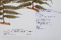 蘭嶼筆筒樹、蘭嶼桫欏藏品圖，第2張