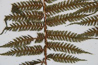 蘭嶼筆筒樹、蘭嶼桫欏藏品圖，第3張