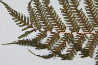 蘭嶼筆筒樹、蘭嶼桫欏藏品圖，第4張