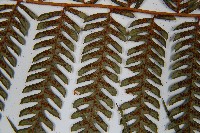 蘭嶼筆筒樹、蘭嶼桫欏藏品圖，第5張