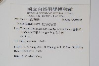 傅氏鳳尾蕨藏品圖，第2張