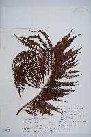 筆筒樹藏品圖，第4張