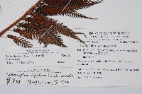 筆筒樹藏品圖，第5張