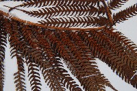 筆筒樹藏品圖，第7張