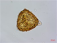 筆筒樹藏品圖，第1張