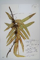 海岸星蕨藏品圖，第1張