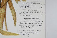 海岸星蕨藏品圖，第2張