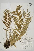 蘭嶼鐵角蕨藏品圖，第1張