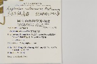 蘭嶼鐵角蕨藏品圖，第5張