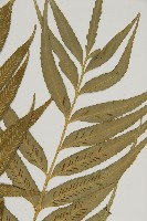 蘭嶼鐵角蕨藏品圖，第6張