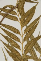 蘭嶼鐵角蕨藏品圖，第7張