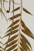 蘭嶼鐵角蕨藏品圖，第8張