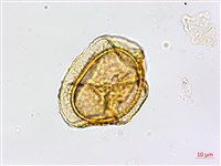 蘭嶼鐵角蕨藏品圖，第2張