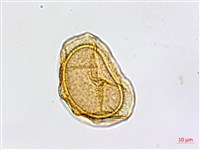 蘭嶼鐵角蕨藏品圖，第3張