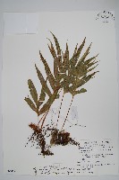 鐮羽假瘤蕨藏品圖，第1張