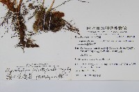 鐮羽假瘤蕨藏品圖，第2張