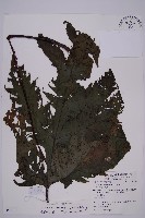 雲南三叉蕨藏品圖，第1張