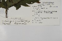 雲南三叉蕨藏品圖，第2張