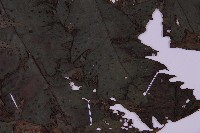 雲南三叉蕨藏品圖，第3張