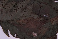 雲南三叉蕨藏品圖，第4張