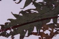 雲南三叉蕨藏品圖，第5張