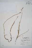 木賊藏品圖，第1張