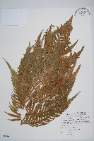 東方狗脊蕨藏品圖，第1張