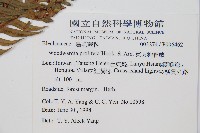 東方狗脊蕨藏品圖，第2張