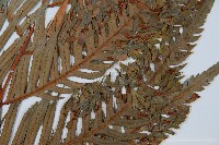 東方狗脊蕨藏品圖，第3張