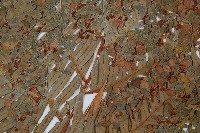 東方狗脊蕨藏品圖，第4張