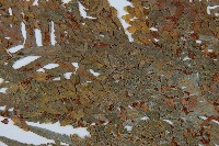 東方狗脊蕨藏品圖，第5張