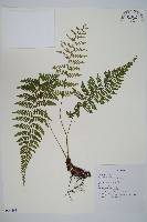 蓬萊蹄蓋蕨藏品圖，第1張