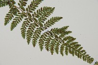 蓬萊蹄蓋蕨藏品圖，第3張