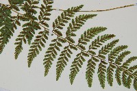 蓬萊蹄蓋蕨藏品圖，第5張